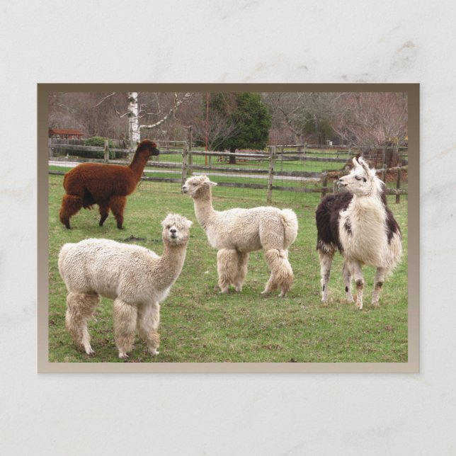 Alpaca Melange calendar ~ postcard (Front)
