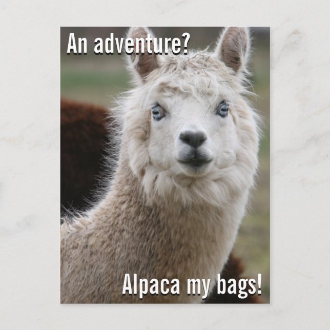 Alpaca My Bags for Adventure Postcard (Front)