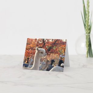 Alpaca Note Cards Elisabetta