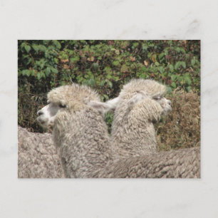 Alpaca, Parque Llaviucu, Ecuador Postcard