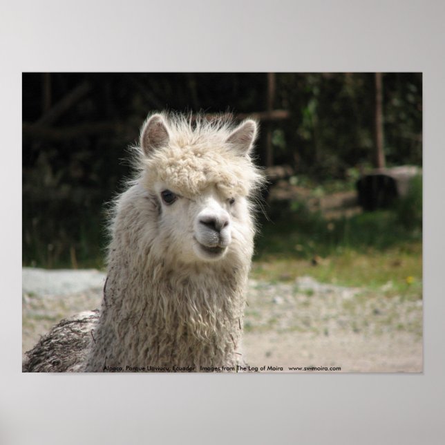 Alpaca, Parque Llaviucu, Ecuador Poster (Front)