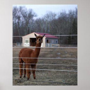 Alpaca Photo  Poster