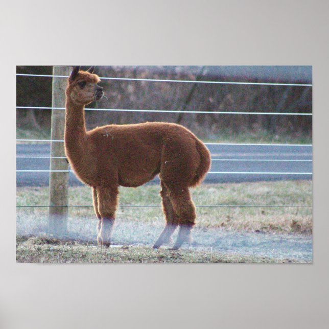 Alpaca Photo  Poster (Front)