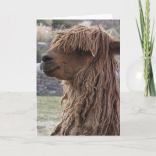 ALPACA PHOTOGRAPHY BIRTHDAY CARD