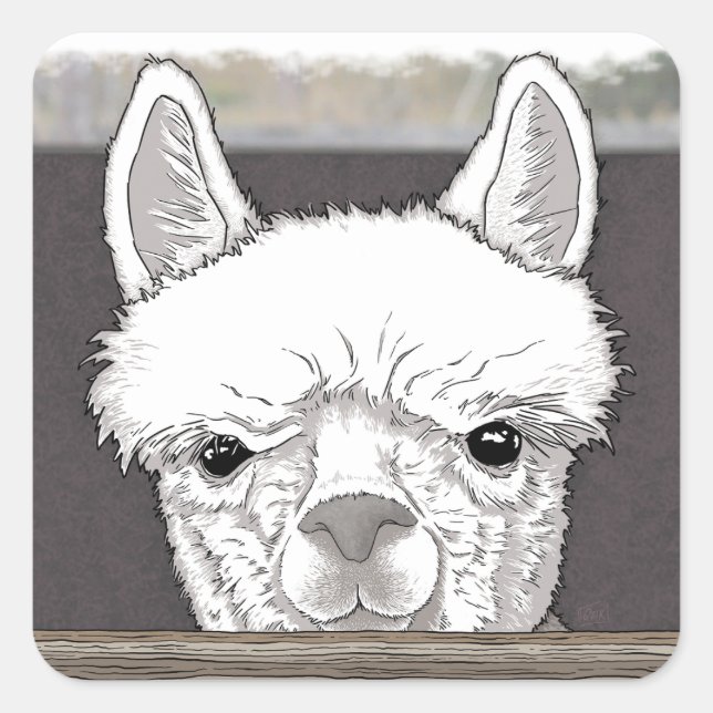 Alpaca Portrait Square Sticker (Front)