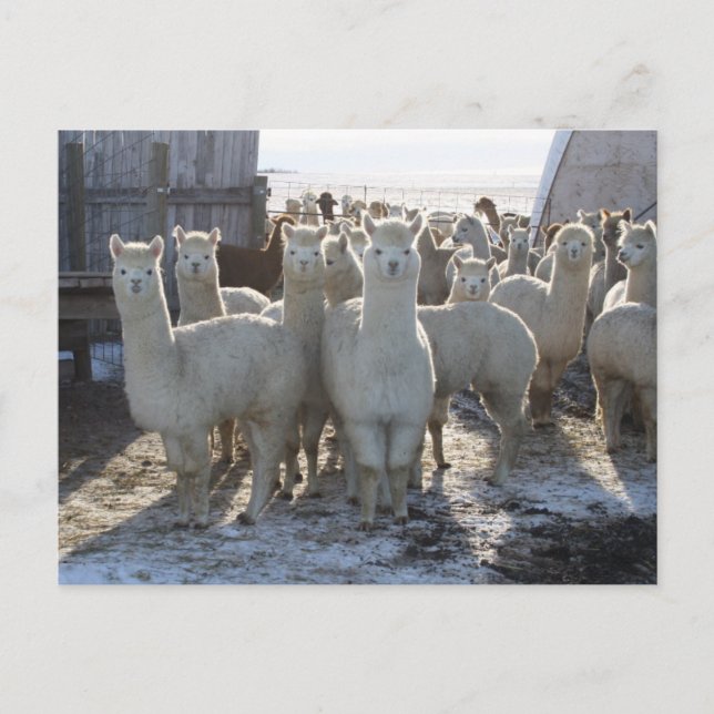 Alpaca Post Card (Front)