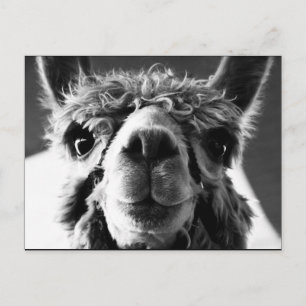 Alpaca Postcard