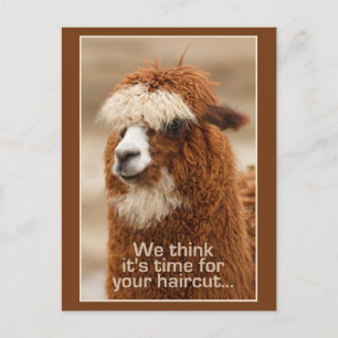 Alpaca postcard