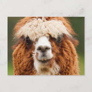 Alpaca Postcard