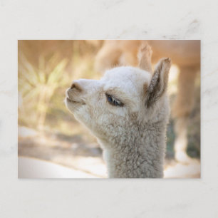 Alpaca Postcard Celeste