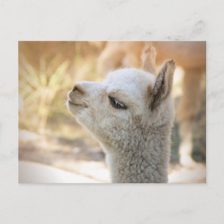 Alpaca Postcard Celeste