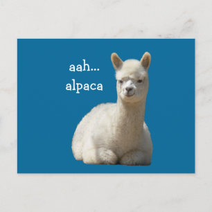 Alpaca Postcards