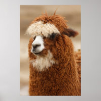 Alpaca poster
