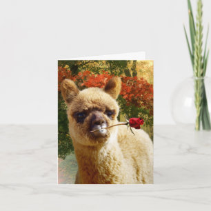 Alpaca Rose Note Cards