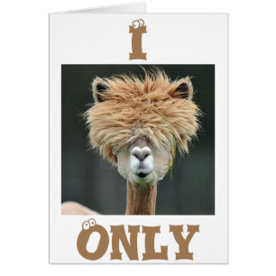 ALPACA SAYS "I ONLY HAVE EYES FOR YOU"