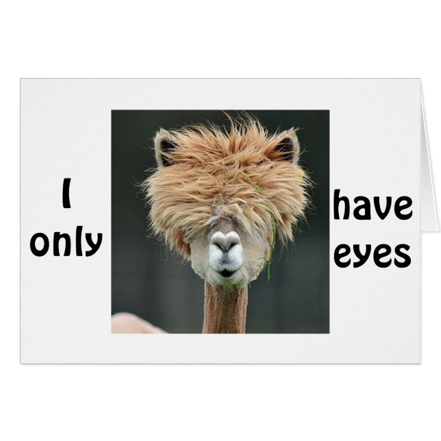 ALPACA SAYS "I ONLY HAVE EYES FOR YOU" (Front Horizontal)