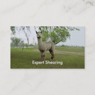Alpaca Shearing Business Card