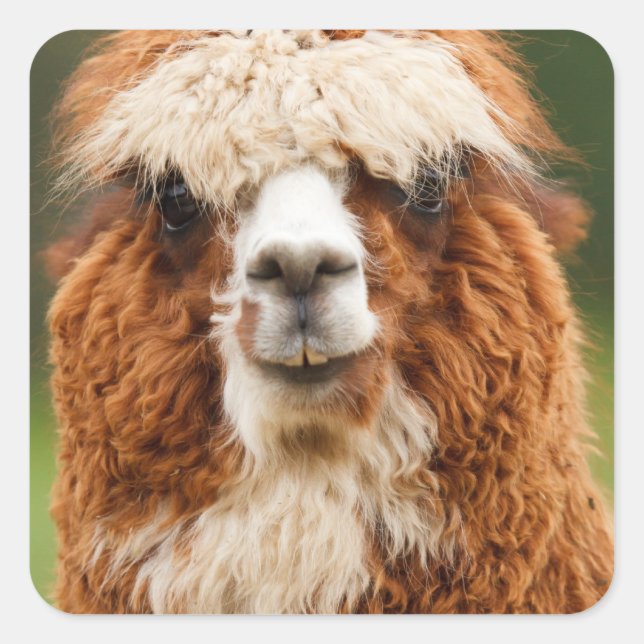 Alpaca Square Sticker (Front)