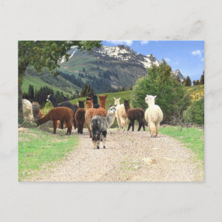 Alpaca Trail Postcard
