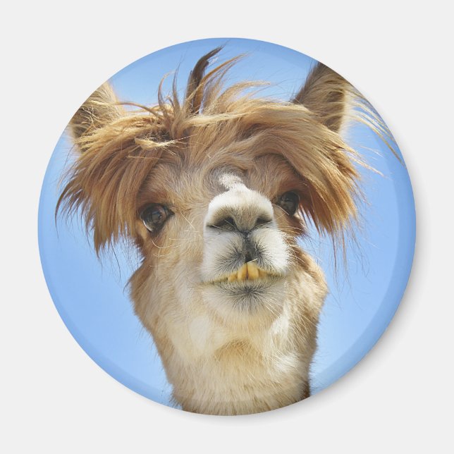 Alpaca with Crazy Hair Magnet (Front)