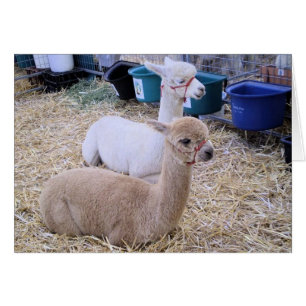 alpacas