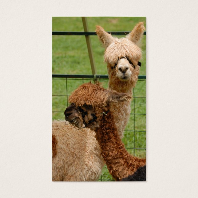 Alpacas (Devant)