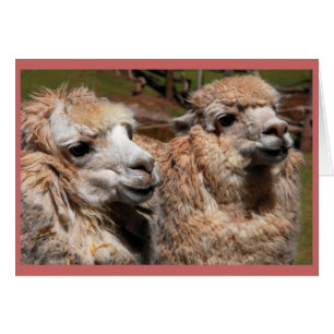 "Alpacas"