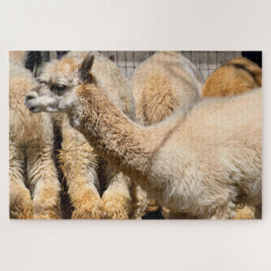 alpacas at farm jigsaw puzzle