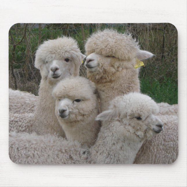 Alpacas Closeup Mouse Pad (Front)