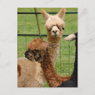 Alpacas Postcard