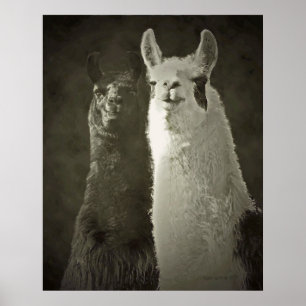 alpacas poster