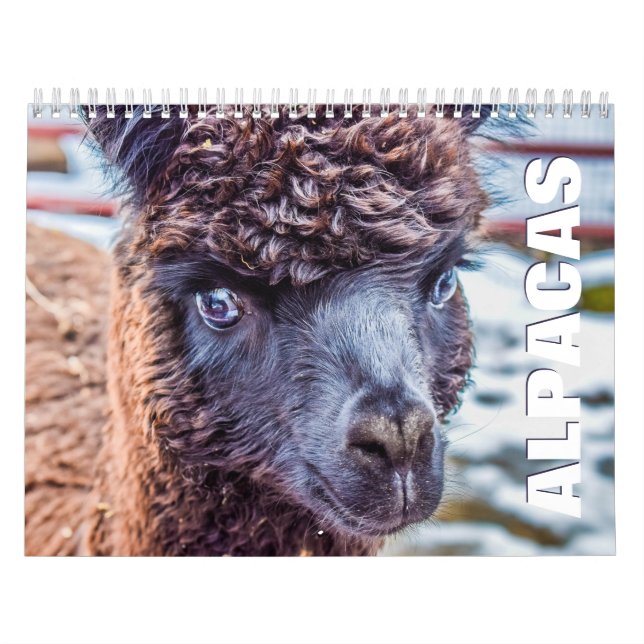 Alpacas Wall Calendar (Cover)