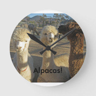 Alpaga ! Horloge