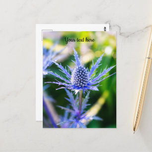 Alpen Mannstreu Postcard