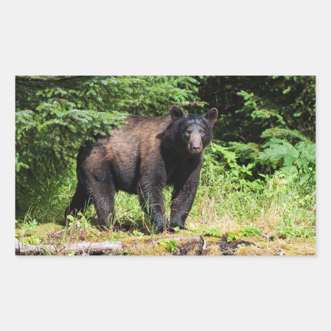 Alpha Black Bear Sticker (Front)