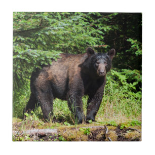 Alpha Black Bear Tile