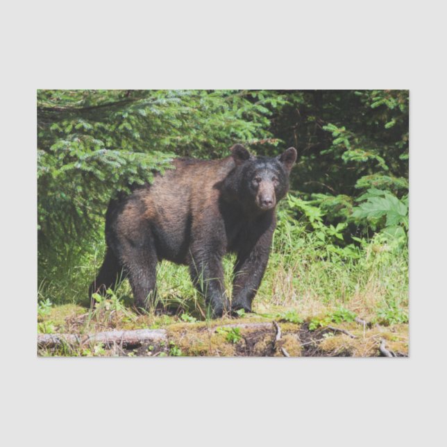 Alpha Black Bear Tissue Paper (Front)