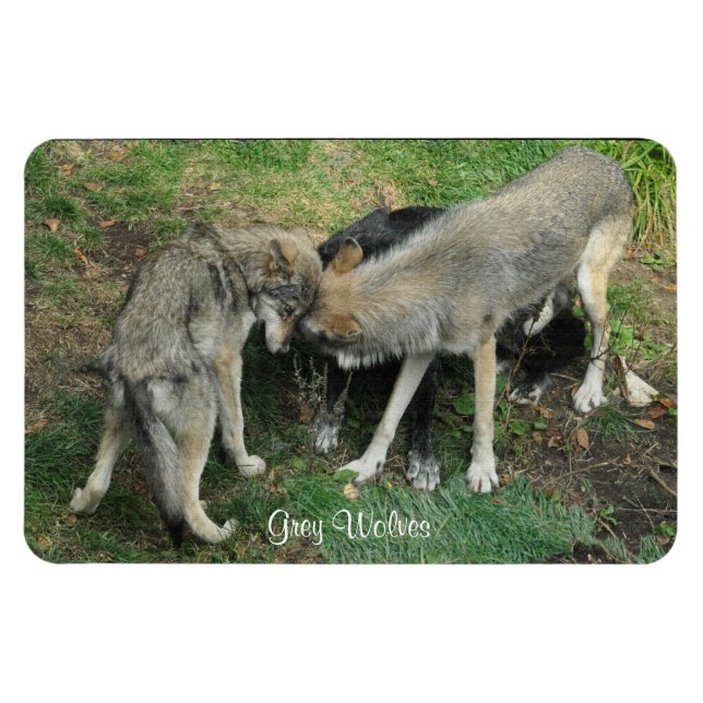 Alpha Homme, Femme Loup Gris & Pup Wildlife Magnet (Horizontal)