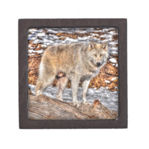 Alpha Male Grey Wolf Wildlife Photo Jewelry Box