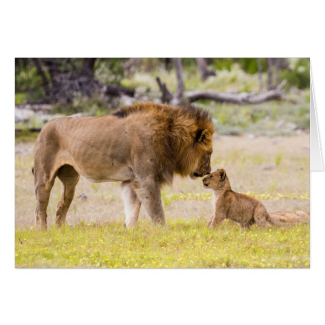 Alpha male lion inspects cub (Front Horizontal)