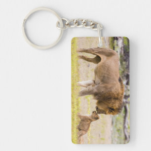 Alpha male lion inspects cub keychain