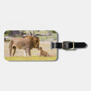 Alpha male lion inspects cub luggage tag