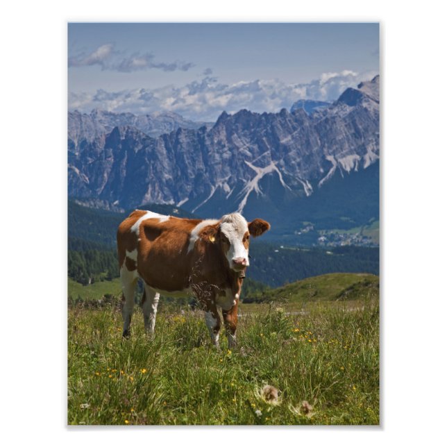 Alpine Cow Print (Front)