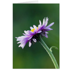Alpine Daisy