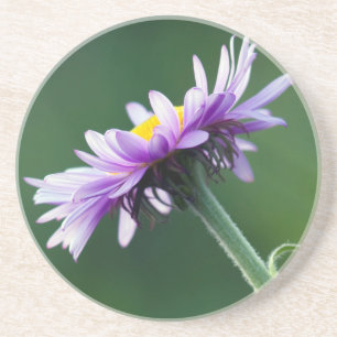 Alpine Daisy Coaster