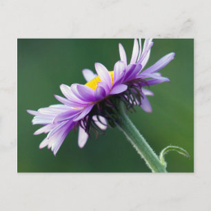 Alpine Daisy Postcard