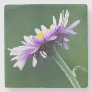 Alpine Daisy Stone Coaster