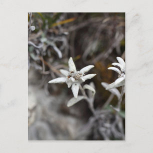 Alpine Edelweiss Postcard