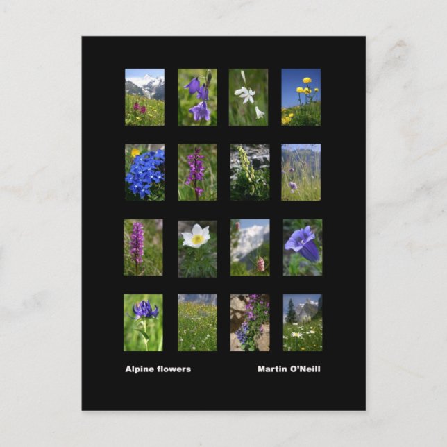 Alpine flowers postcard (Front)