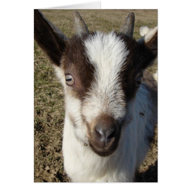 Alpine Goat Kid (Front)